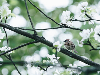 盛瑞玲一日三餐怎么吃100